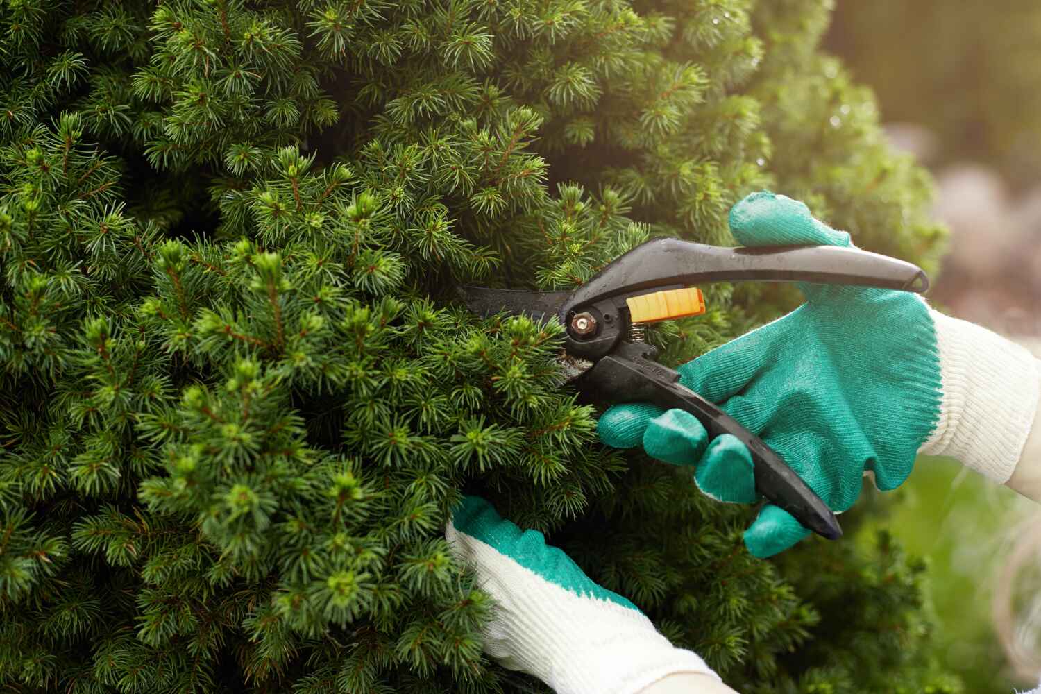 Tree Health Inspection in Allendale, CA